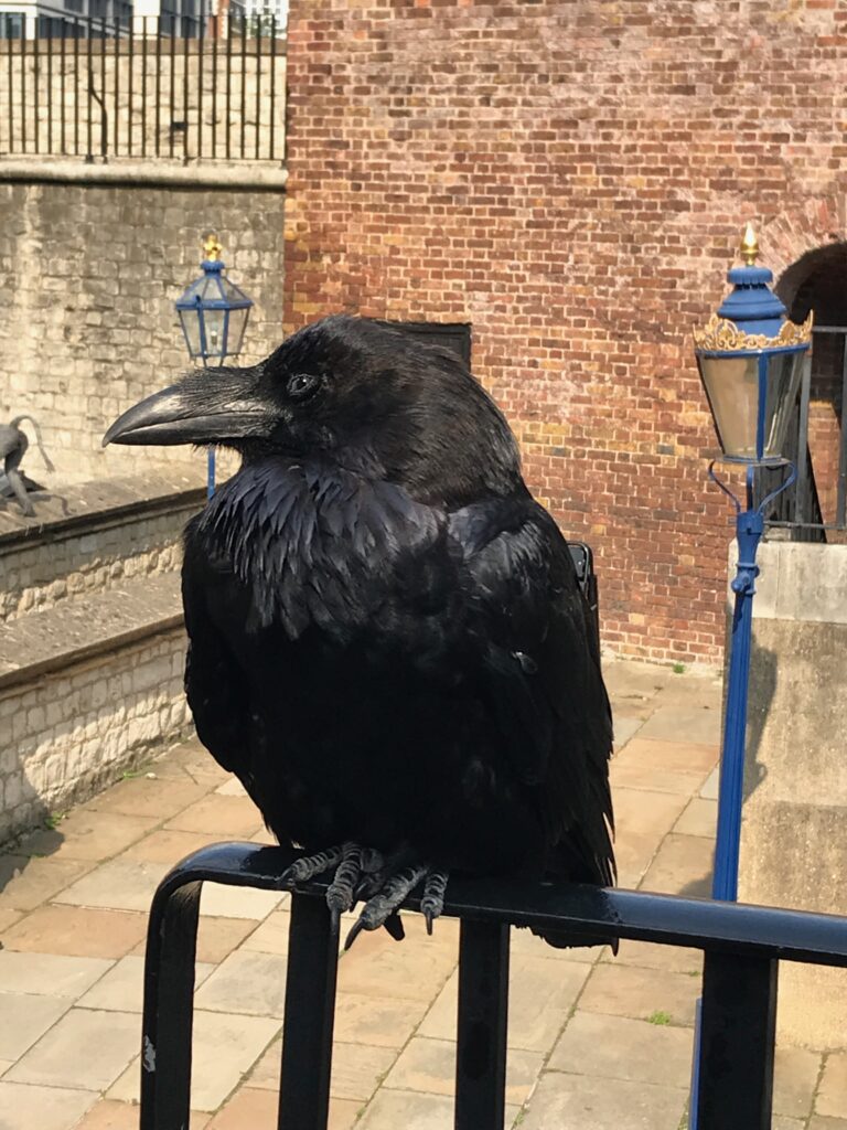 Ravens at the Tower of London - Review amyleighchandler 